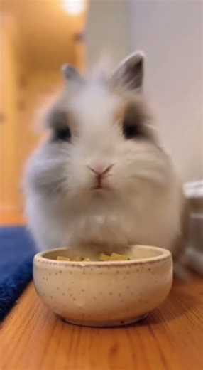 Rabbit Dives Into Treat Bowl #rabbitlover #bunnytreats