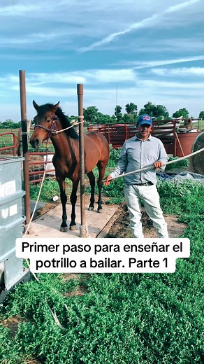 Entrenamiento de Caballos: Primer Paso para Bailar