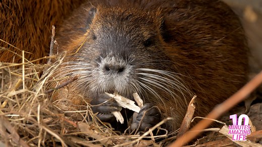 A Peaceful Moment with the Nutria Family