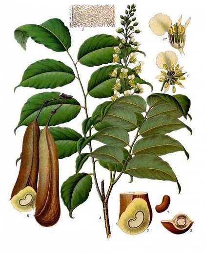 Balsam of Peru - Alchetron, The Free Social Encyclopedia