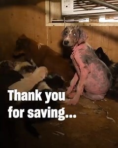 YOU make moments like these possible. 🩵🐾 | Humane World for Animals