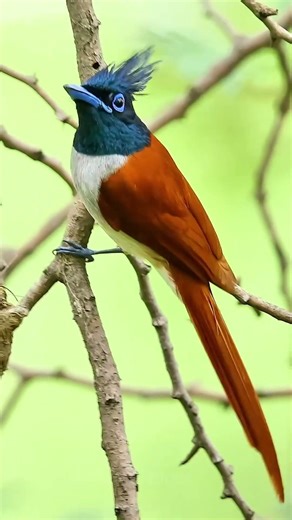 resplendent quetzal | AMG Birds #birds #nature #birdsong #beautifulanimals
