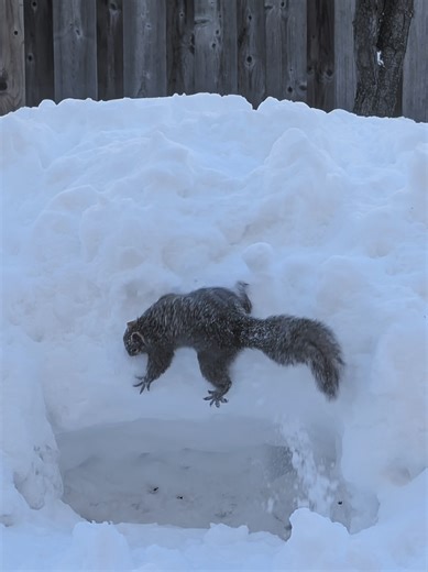 Belinda practicing her climbing skills 😂