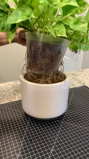 Pothos in LECA: A Guide to Root Check in Semi-Hydroponic Systems