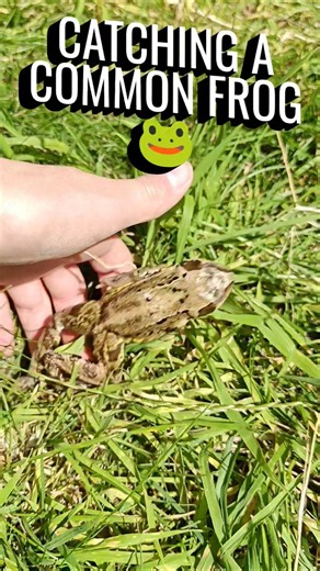 Catching a common frog 🐸 #frog #commonfrog #amphibians #herping