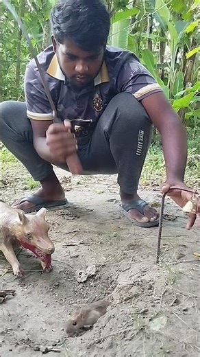 The mouse is scaring the hunter 3 #hanting #rattrap