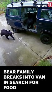 Hungry Bear easily unlatched a door of a Van then hopped inside in search for food. #ViralVideo | News18