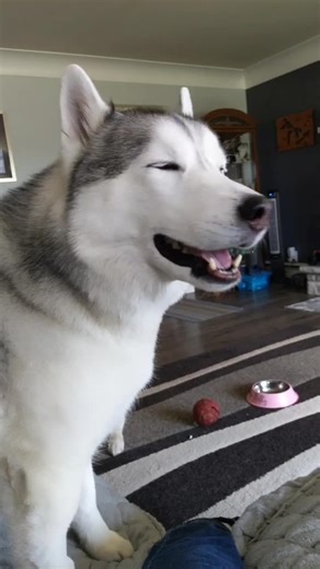 Living with a Husky: The Struggle of Howling for No Reason