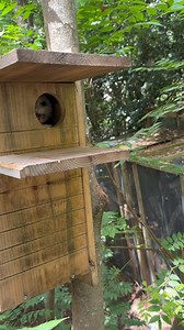 Poor Percy is so tired of me jacking up his naps | Secret Squirrel Wildlife Rehabilitation