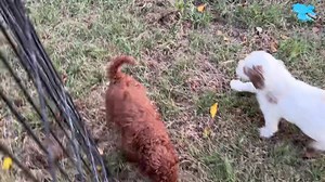 13K views · 1.6K reactions | The Cavapoo Toymakers made it outside for the first time today  | Puppy Perfectionist | Facebook