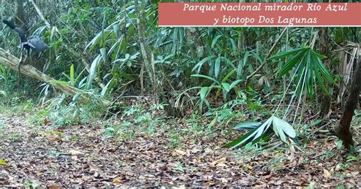 IMÁGENES POCAS VECES CAPTADA EN VIDEO EN GUATEMALA 🇬🇹 🦅 Aguila Negra llevando una gran culebra 🐍 “Nuestras cámaras registran cosas increíbles de lo que pasa en la selva. Intente identificar la culebra, pero no estoy seguro si es masacuata o barba amarilla.” - Francisco Asturias #ÚNETE al canal de la pagina de #PampichiNewsGT - Click en el siguiente link ➡️ https://m.me/j/AbbM9ZpnAXeZ_bW7/ | PampichiNews GT
