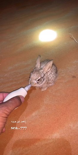Caring for Baby Rabbits: Hand-Feeding Techniques