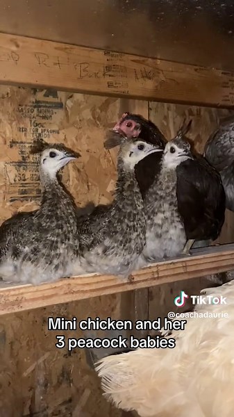 Peacock Babies Growth Journey