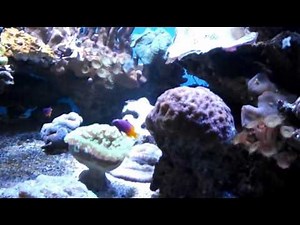 aquarium fish species, Gramma loreto, Royal gramma