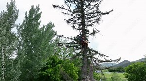 Aerial lumberjack in dead pine tree pull. Historic home and log building. Man climbs and cuts the dead wood. Old pioneer pine tree died for drought and age. Man fell the tree.