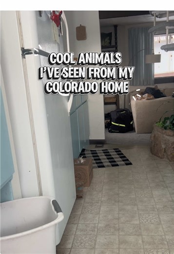 Discovering Unique Animals in Colorado's Wilderness