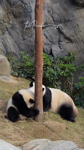 41K views · 1K reactions | 母女大戰（二）： 公主復仇記 （原聲）...