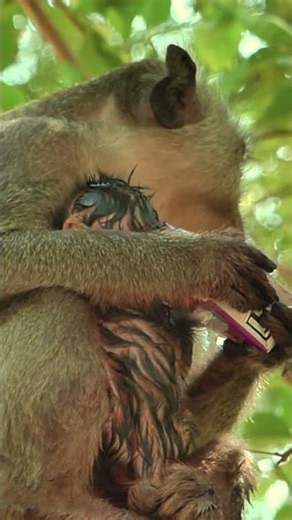 A Mother's Love ❤️ Monkey Mom Protects Her Newborn Baby