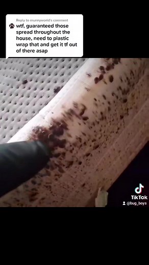 Dealing with Bedbug Infestation: Exterminator's Tips