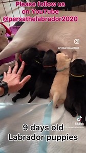 29K views · 318 reactions | 9 days old Labrador puppies ❤️❤️❤️ small and tiny  | Persa the Labrador | Facebook