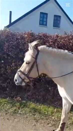 Kira mussen❤️tusind tak Nadia for det lille lift på Kira 🫶🏻