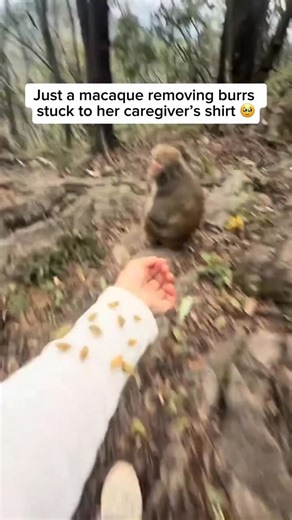Wildlife & Animals on Instagram: "Macaques are known for their intelligence and strong social awareness, and grooming plays an important role in how they interact. When a macaque removes burrs from its caregiver’s shirt, it is showing natural grooming behavior. In the wild, macaques groom one another to remove debris, keep their group clean, and strengthen social bonds. This action also highlights how smart they are. Macaques can recognise small objects like burrs, understand that they are forei