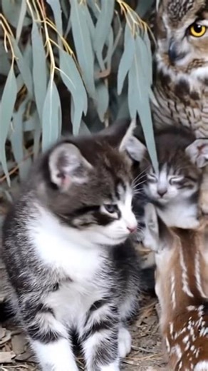 Curious Kittens Meet Wild Owl in Amazing Nature Adventure