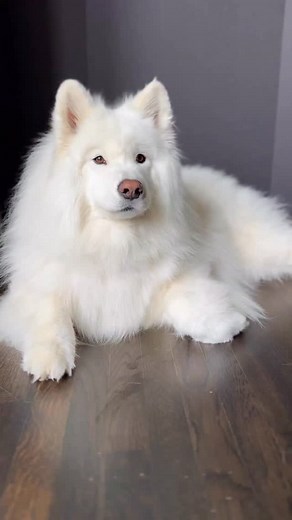 Sometimes we all need this reminder. ❤️ #puptalk #peptalk #iloveyou | Coconut Rice Bear