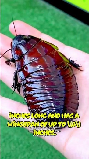 The biggest cockroach in the world 🌍 #facts #viral #animals #insects #subscribe #world