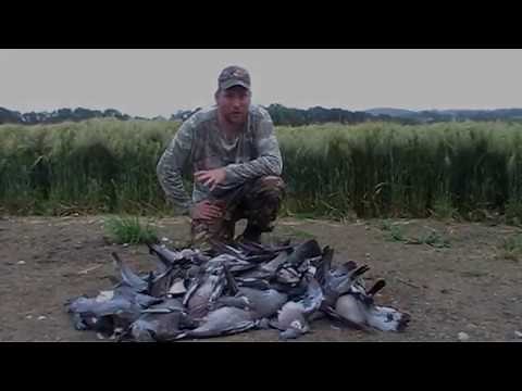 Pigeon shooting