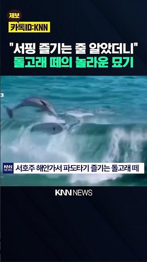 "A Fantastic Show on the Sea," The Perfect Synchrony of a Pod of Dolphins / KNN