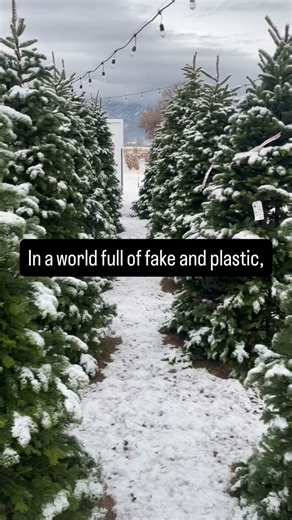 2.7K views · 25 reactions | Real Christmas trees > fake. ❤️ | Petals and Pines Farm | Facebook