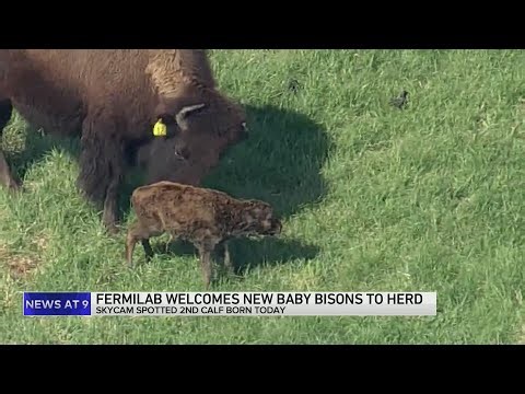 Fermilab welcomes new Baby Bisons to herd