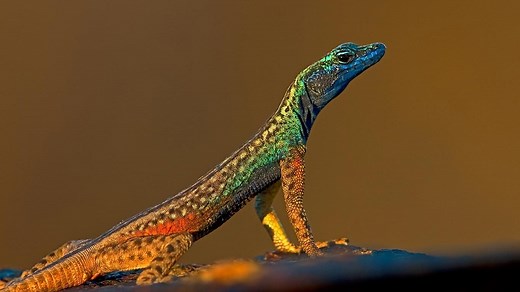 How Long Do Lizards Live?