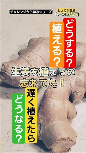 生姜栽培で植え付け時期を間違えたらどうなる？2024年の生姜栽培を見てみよう！《しーの家庭菜園＊しょうが栽培2024》