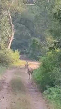 Unleashing #Katarina: The Most Hated Champion (and Why I Love Her)