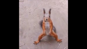 7.3K views · 97 reactions | Happy dance  Watch more #funny videos at  Funny Zone Daily Mail Men's Humor Humor Engraçado CollegeHumor FailArmy BuzzFeed Video America's Funniest Home Videos Funniest and Craziest Videos by Diply Funny Or Die YouTube Viral Thread 9GAG LMFAO The LAD Bible NTD Television Break BuzzFeed Bright Side Laughing JukinVideo Radio One Lebanon Fortafy SoFlo | Funny Zone | Facebook