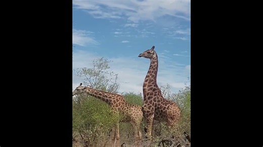 Must-See Giraffes Engage in Fascinating Mating Dance
