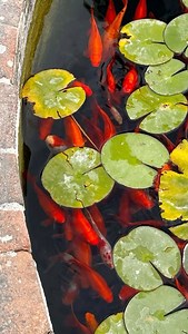 424K views · 6.2K reactions | Mini pond 﫧 part 2 | now with a mini waterfall Let’s build something peaceful #jishnuuthaman #plants #garden #plantslover #home #gardeninspiration #homedecor #minipond #miniponds | Jishnu Uthaman | Facebook