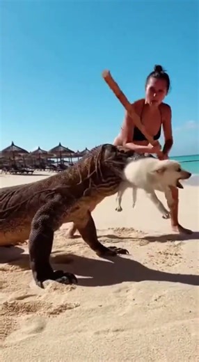 Will the woman manage to save the puppy from the rushing river #puppies #rescue #animals