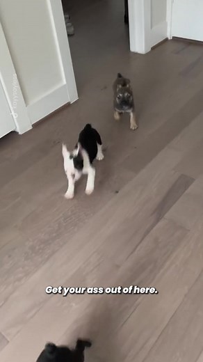 The silence when they heard you🤣 #fyp #frenchbulldogpuppy #puppylove #funnydog