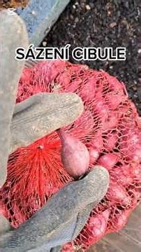 🌿Sázení cibule 🌿Opět podrobný návod pro ty, kteří si neví rady 👍