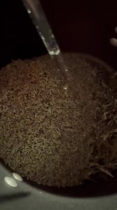 Mugwort and Lavender Dream Pillow Rest Third Eye Lucid Dreaming Herb - Etsy