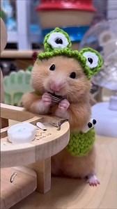 Hamsters Are Smarter Than You Think🐹😂