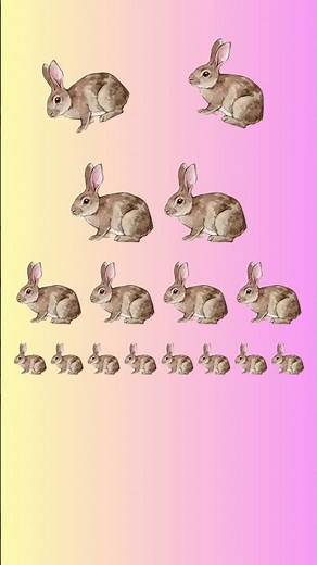 How Fast do Rabbits Reproduce? #animals #rabbit #bunny