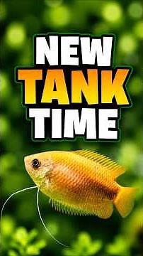 Moving My Honey Gourami Over To Their Permanent Planted Tank!