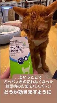 チャパタの経過報告です。昨年、重度の貧血で緊急輸血を行い、検査の結果 免疫介在性赤芽球癆（自己免疫による造血障害） と診断されました。骨髄穿刺検査FeLV FIV 陰性→ 免疫異常が原因の
