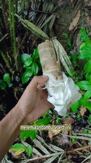 Bambu Pancoran emas combong kumbang katanya bambu mahall