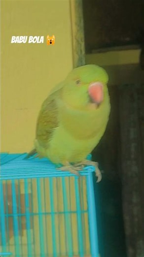 Indian Ringneck parrot 🦜💚#parrot#funny#talkingparrot #funnyanimal #cute #reels #birds