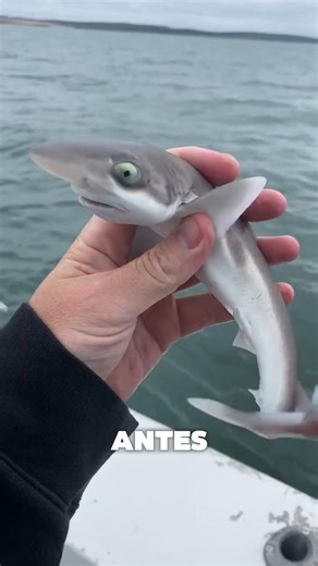¿Qué aspecto tiene una cría de cocodrilo?